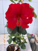 7 martie 2013-flori 046