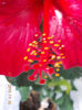 7 martie 2013-flori 049