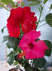 7 martie 2013-flori 051