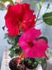 7 martie 2013-flori 056