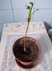 gingko biloba