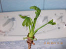 7 martie 2013-flori 063