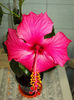 7 martie 2013-flori 033