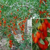 goji berry