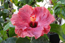 hibiscus Sea Grape