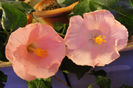 hibiscus Boondah