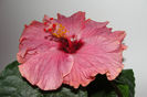 hibiscus Sea Grape