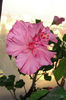 hibiscus Easter Malley