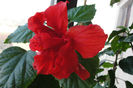 hibiscus rosu dublu