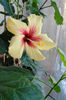 hibiscus Cuban Variety