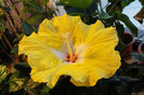 hibiscus Augustin Cordero
