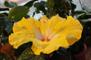 hibiscus Augustin Cordero