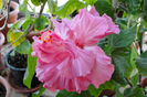 hibiscus Easter Malley