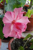 hibiscus Easter Malley