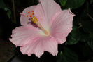 hibiscus Boondah