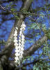 acacia-nilotica-
