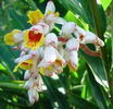 Alpinia zerumbet