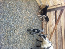Picture 014