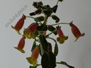 Kohleria Siriu (ni)