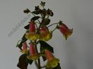 Kohleria Siriu (ni)