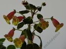 Kohleria Siriu (ni)