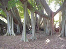 banyan