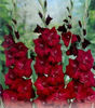 Gladiole Black Surprise