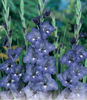 Gladiole BLUE ISLE