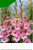 Gladiole_Maggie