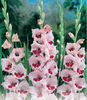 gladiole_wine_and_roses