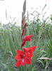 Gladiole Red`s