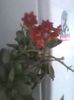 Imag0231