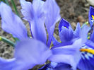 Iris reticulata Blue (2013, March 09)