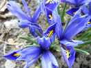 Iris reticulata Blue (2013, March 09)