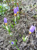 Crocus sieberi Tricolor (2013, March 09)