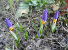 Crocus sieberi Tricolor (2013, March 09)