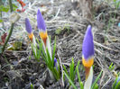 Crocus sieberi Tricolor (2013, March 09)