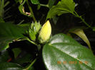 DSCN2754