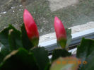 DSCN2733