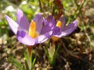 Crocus sieberi Tricolor (2013, March 09)