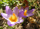 Crocus sieberi Tricolor (2013, March 09)