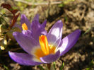 Crocus sieberi Tricolor (2013, March 09)