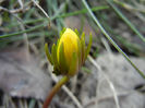 Eranthis hyemalis (2013, March 09)