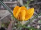 Crocus Gipsy Girl (2013, March 06)