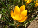 Crocus Gipsy Girl (2013, March 09)