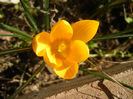 Crocus Gipsy Girl (2013, March 09)