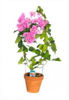 bougainvillea ciclam la 25 ron stoc limitat