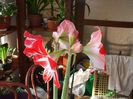 DSCF3194