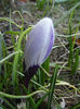 Crocus Pickwick (2013, March 09)