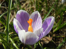 Crocus Pickwick (2013, March 09)